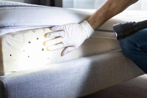 Best Local Pest Control Services  in Four Corners, MD